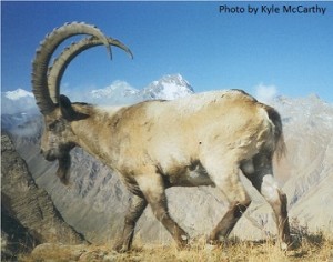 Researcher Decode Wild Snow Leopard’s Diet