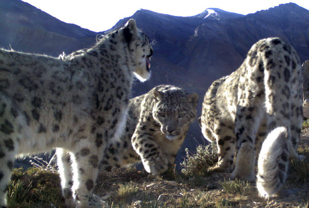 Snow Leopard Behavior Traits