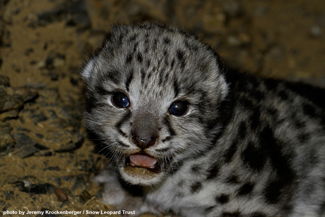A Year in a Snow Leopard's Life - Snow Leopard Trust