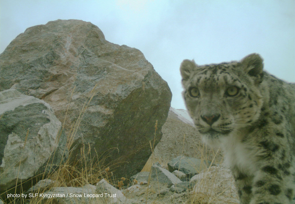 Kyrgyzstan-cat-web-2015-2