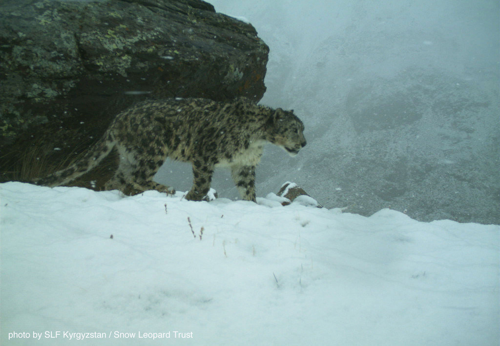 Kyrgyzstan-cat-web-2015-3