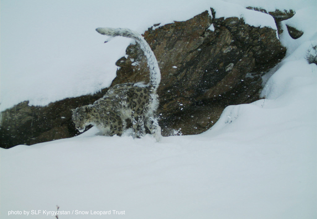 Kyrgyzstan-cat-web-2015-4