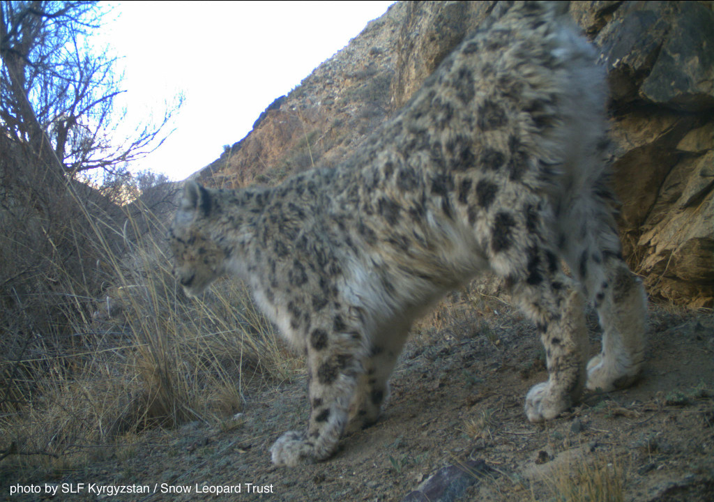 Kyrgyzstan-cat-web-2015-7