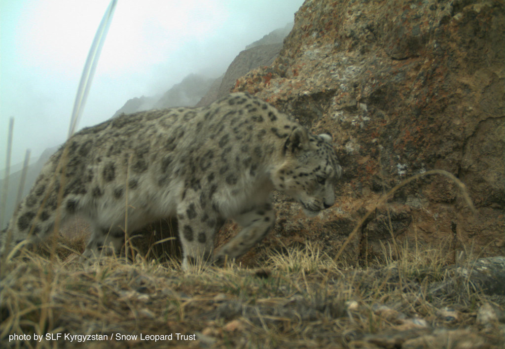 Kyrgyzstan-cat-web-2015-9