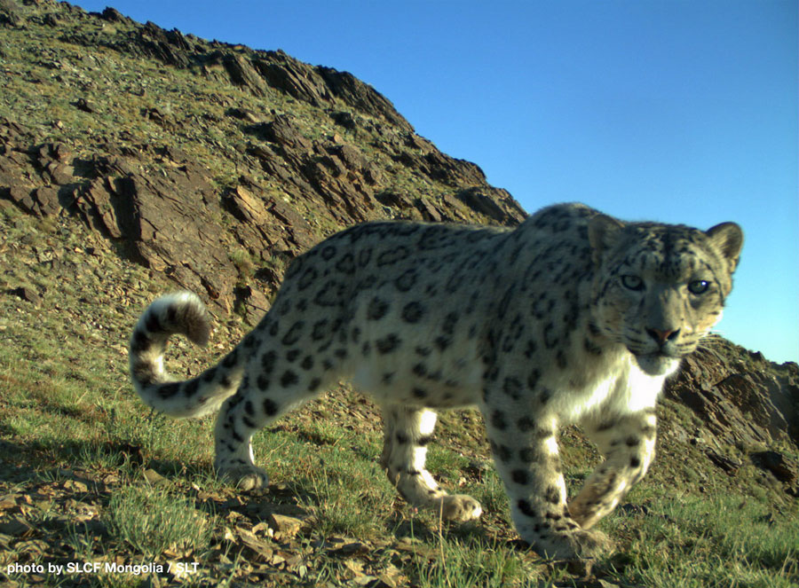 Mongolia-Web-Cat-10 - Snow Leopard Trust