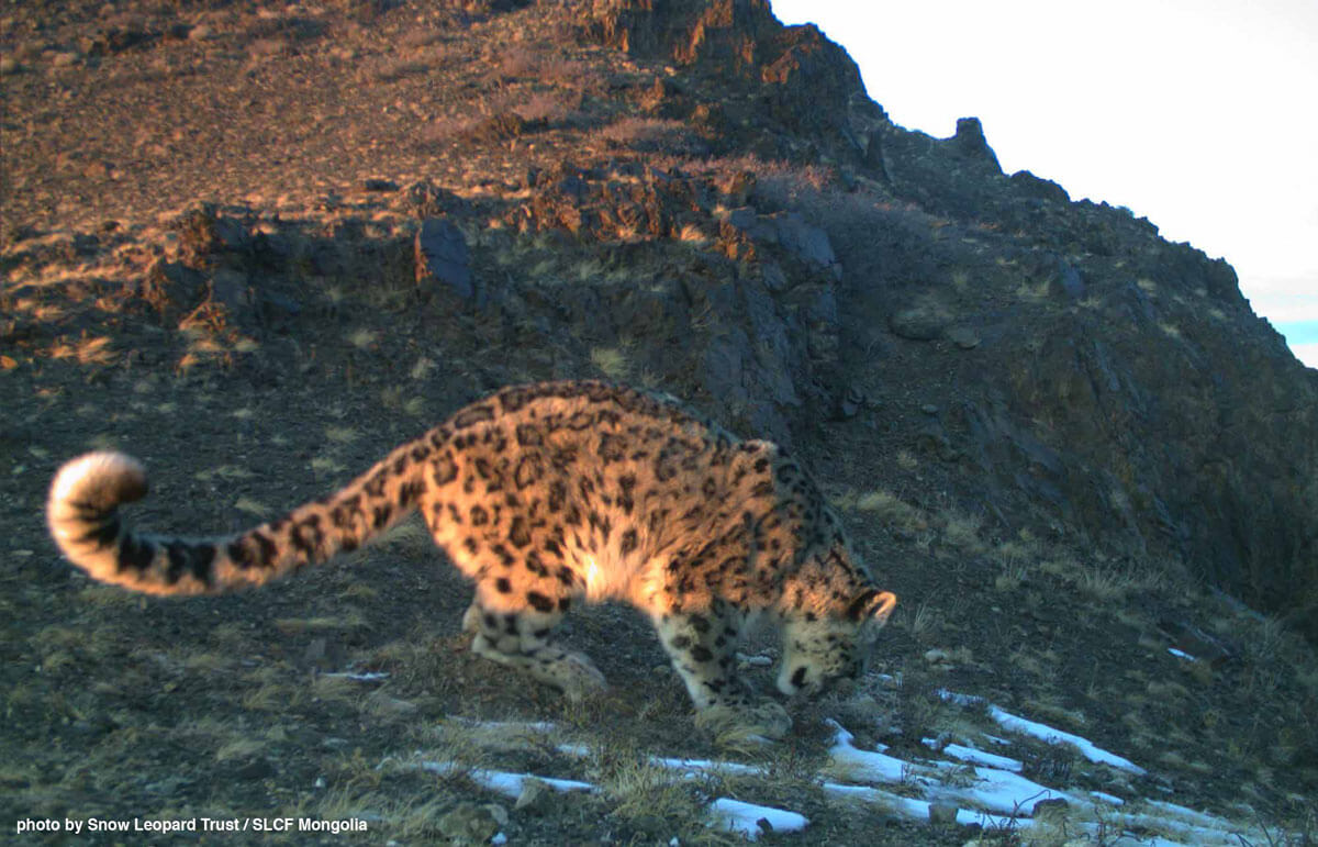 Mongolian Conservationists Create A Future For The Snow Leopard