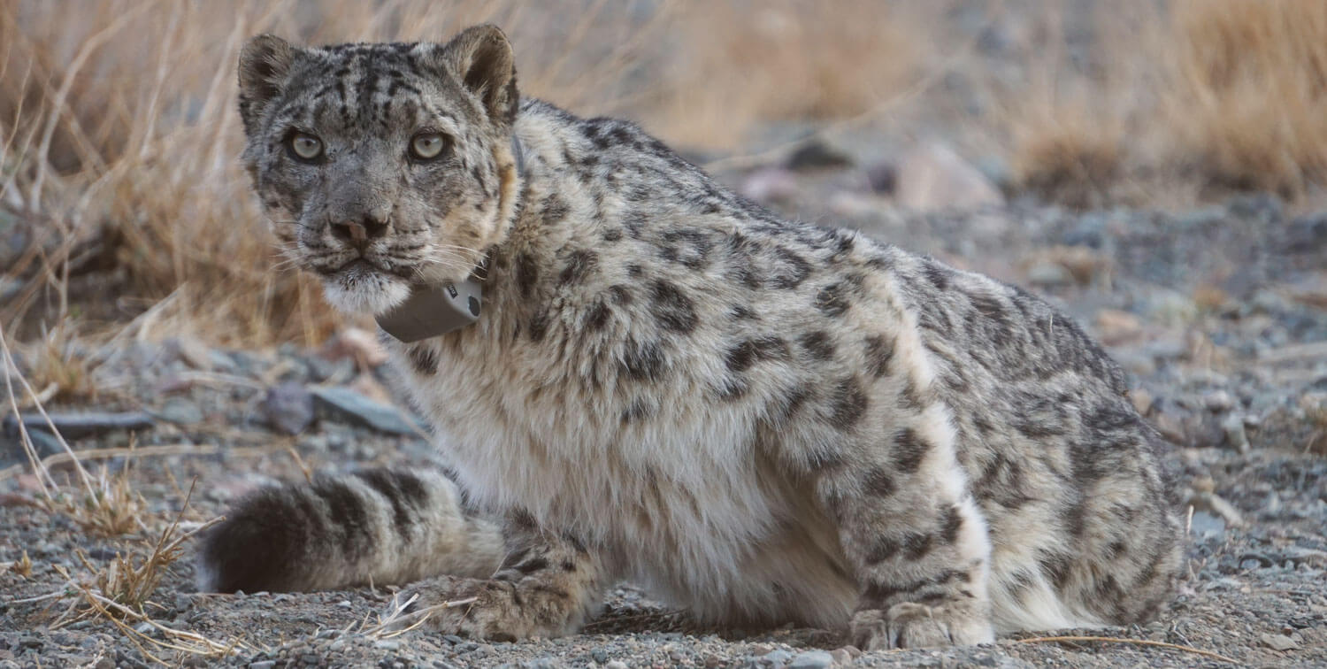 snow leopard description snow leopard description