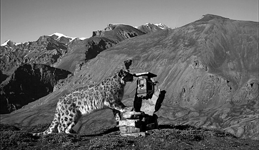 SL Research Camera2 India - Credit SnowLeopardTrust_Nature Conservation