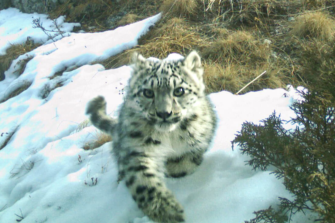Want More Snow Leopard Facts?