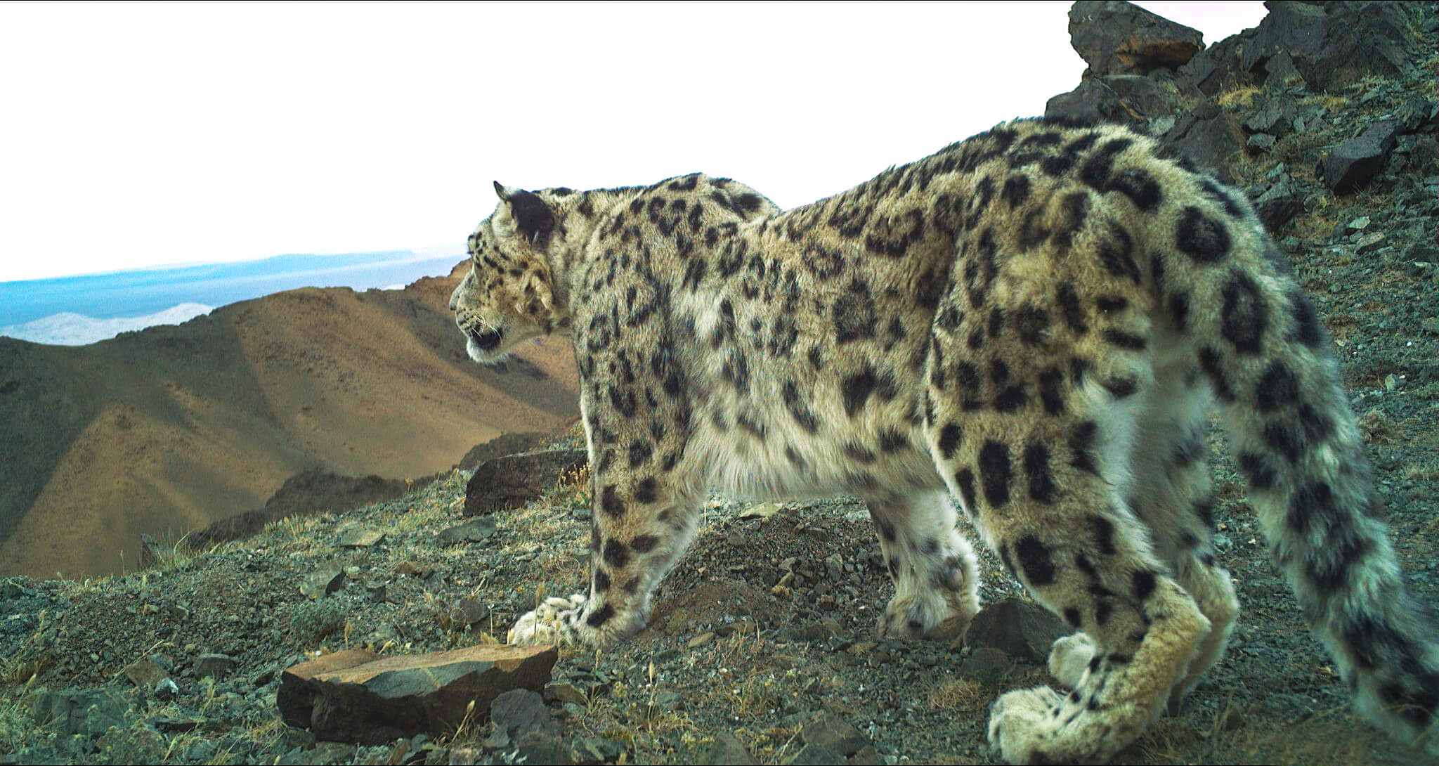 Snow Leopard Facts  David Shepherd Wildlife Foundation