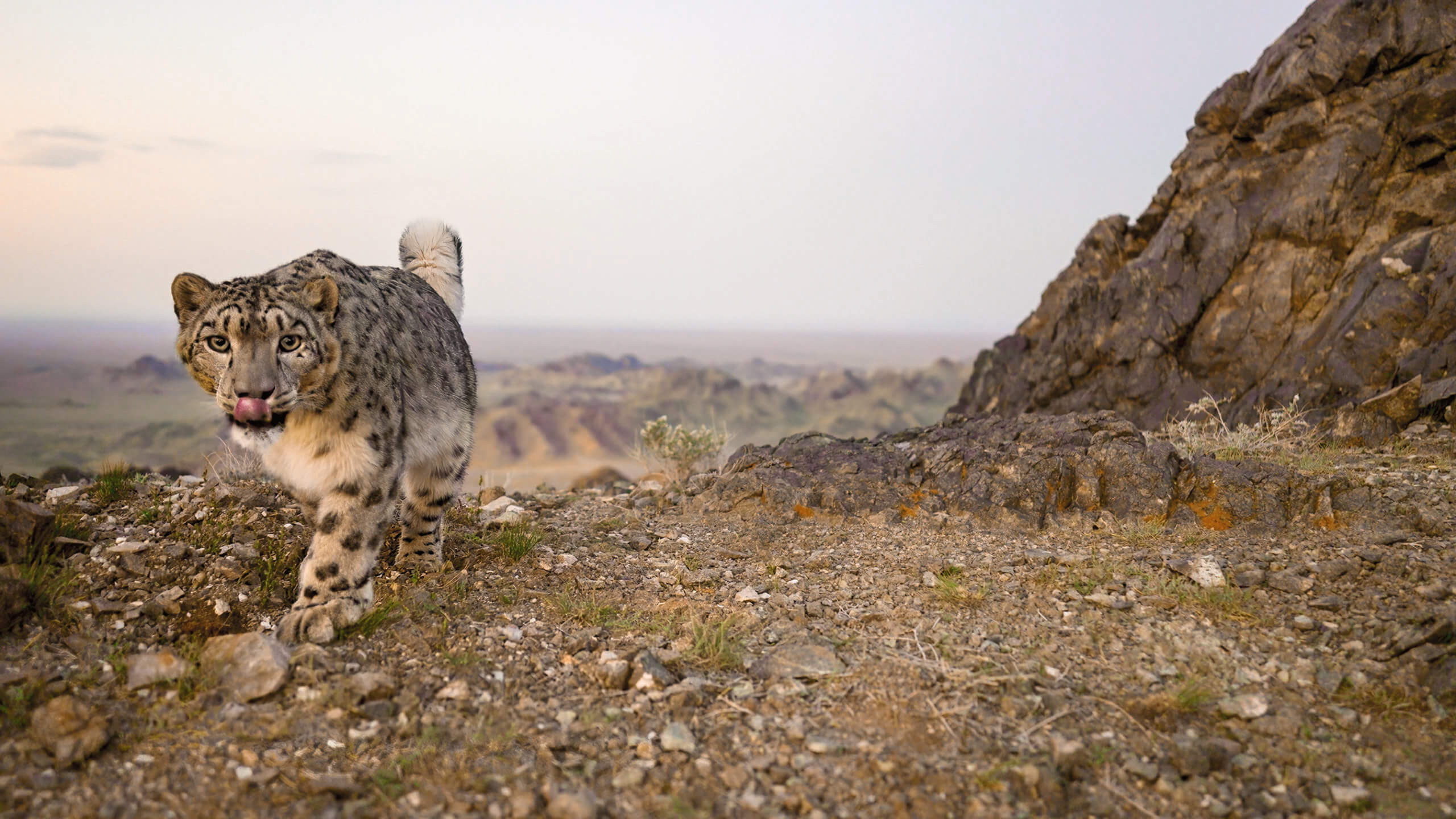 world snow leopard day 2023