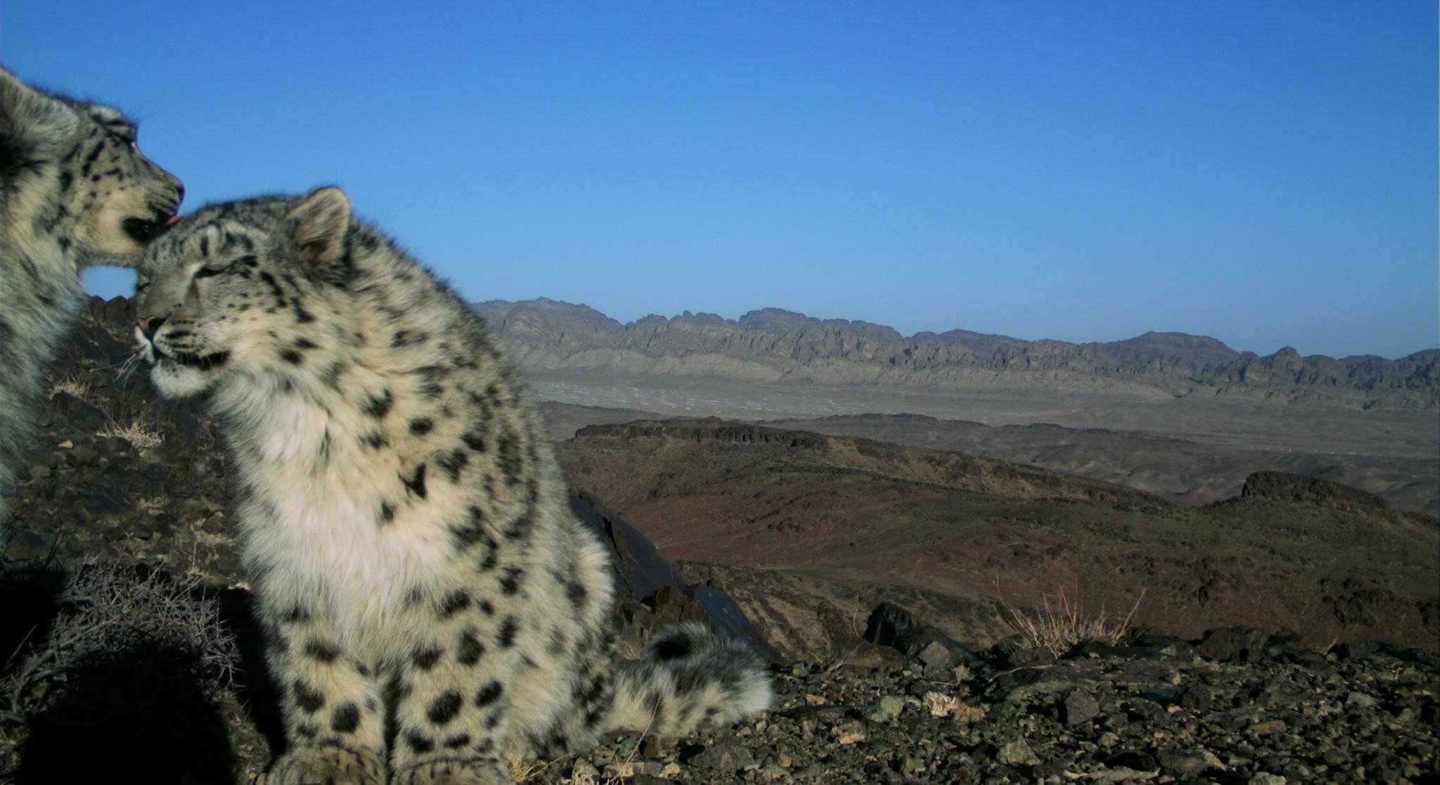 Peek into the Life of a Snow Leopard Mom & Cubs - Snow Leopard Trust