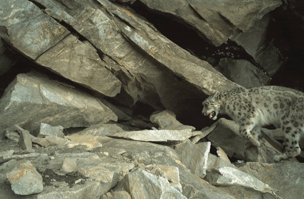 Snow Leopard Personality Quiz