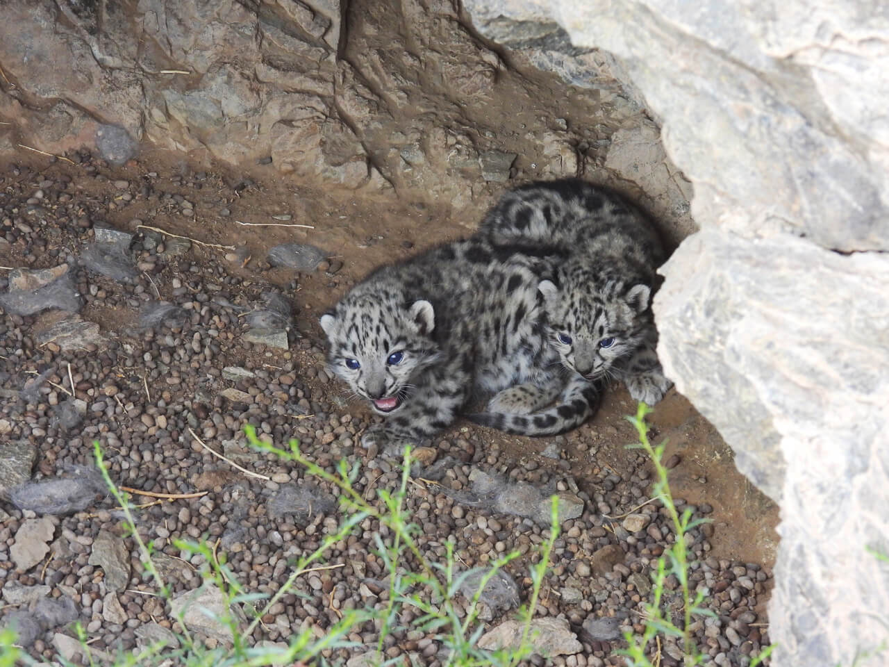 5 wild snow leopard cubs found thriving in secret mountain dens