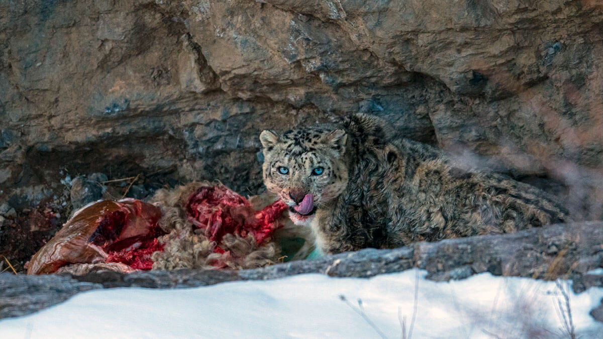 Size Matters: Study Reveals Snow Leopards Hunt Like No Other Big Cat