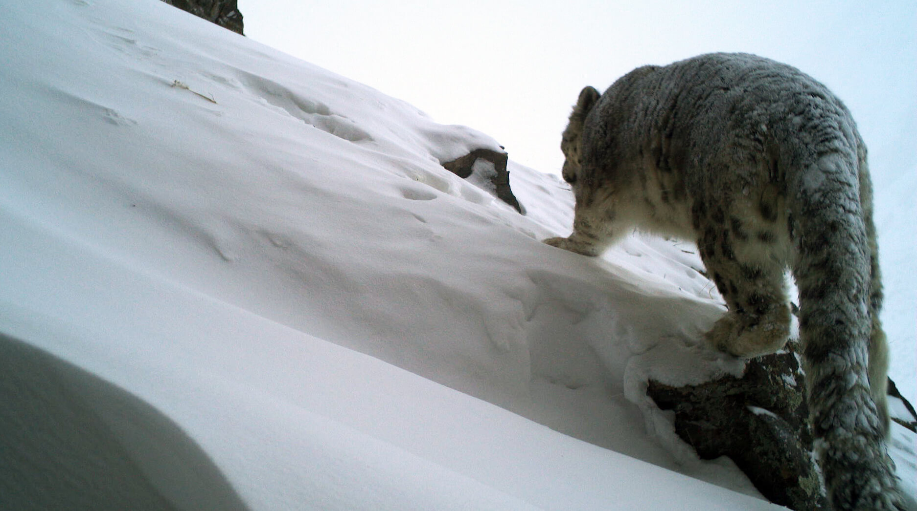 Pakistan’s First Nationwide Snow Leopard Count Reveals Eye-Opening Results