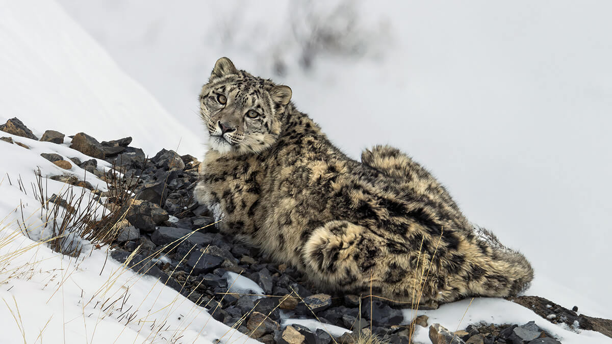 The Heart of Conservation: Why One Woman Chose Snow Leopards as Her Legacy