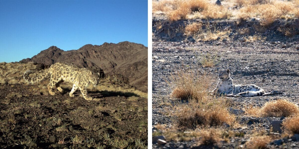 Two Mothers, Two Different Survival Strategies