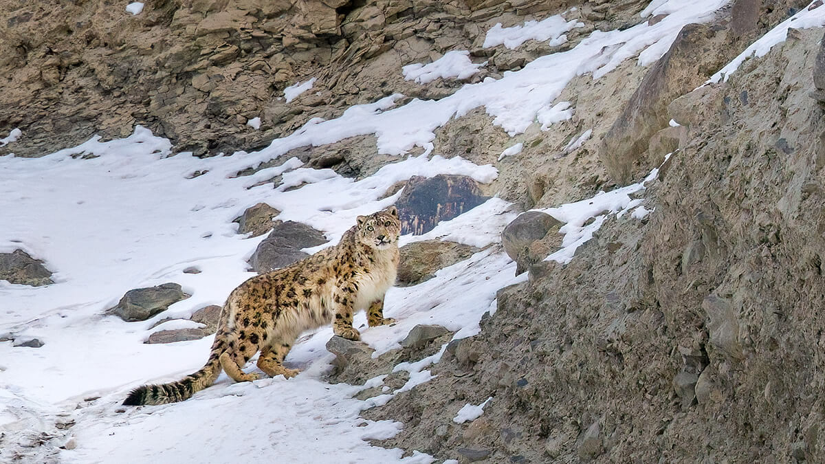 What 900,000 Years of Snow Leopard Ancestry Tells Us About Their Ability to Adapt