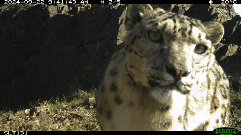 Snow Leopard Selfies: The 2024 Edition