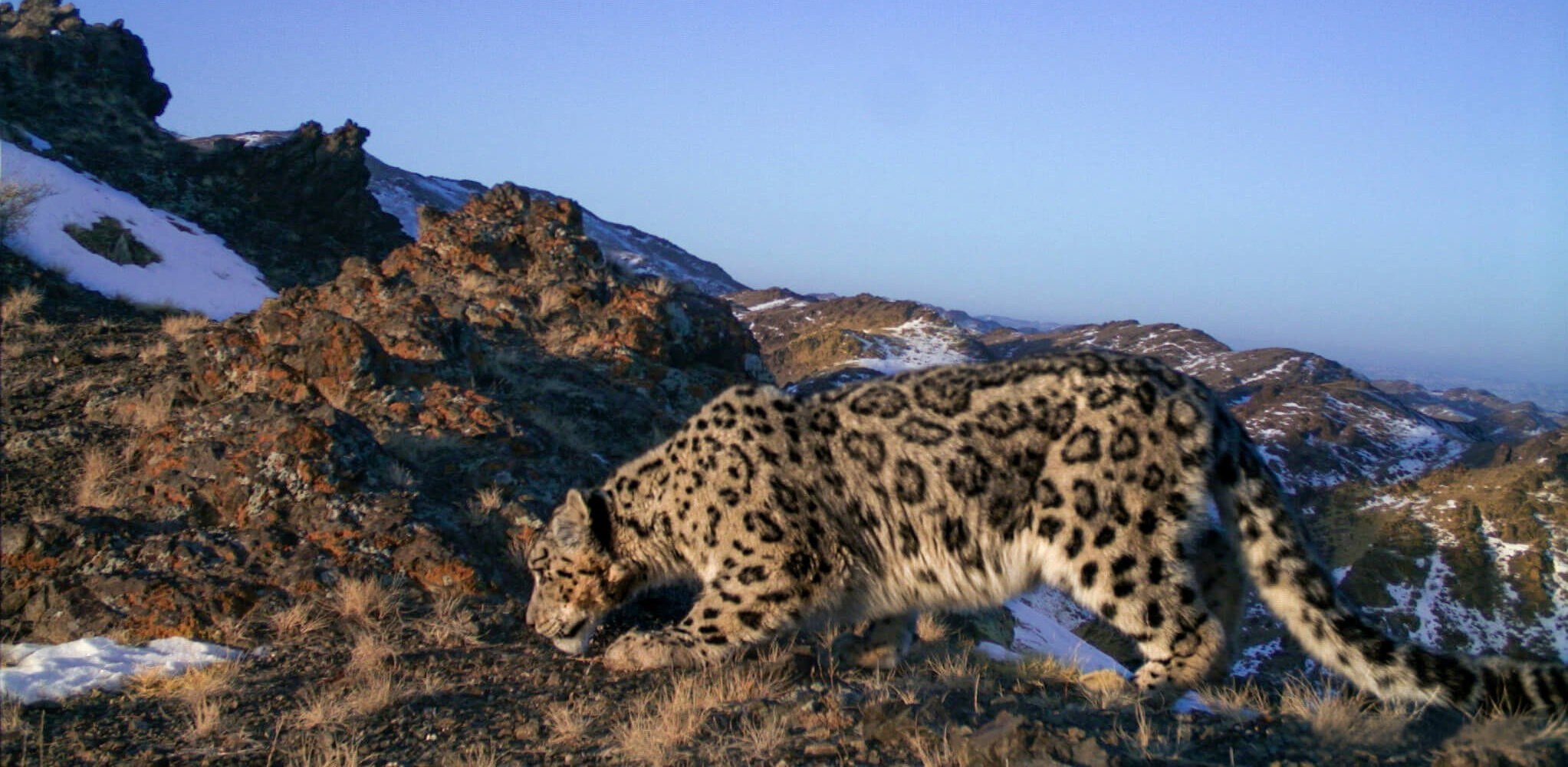 Eating for Two (or Three): How Snow Leopard Mothers Stockpile Energy