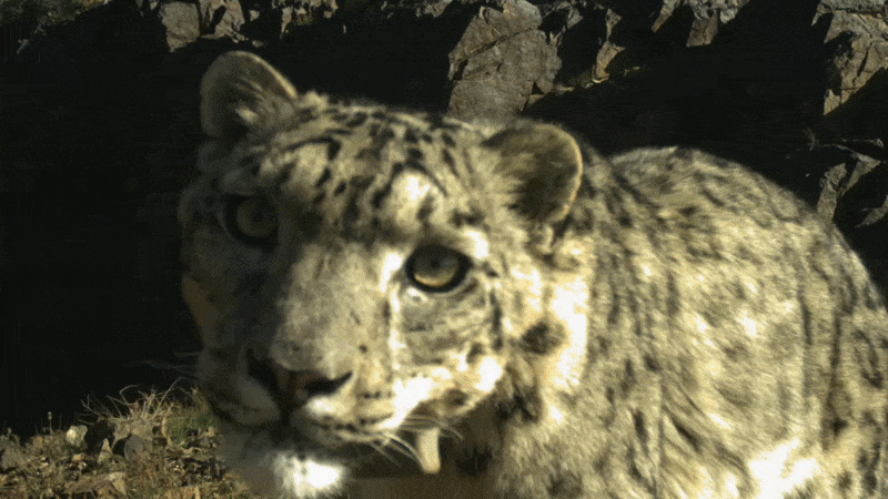 Where Are They Now? Updates on 7 Collared Snow Leopards and 1 Ibex