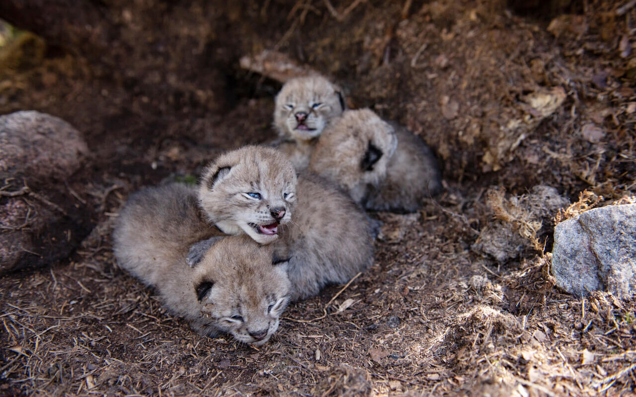 Two Cats, Two Continents: A Scientist’s View from Both Sides