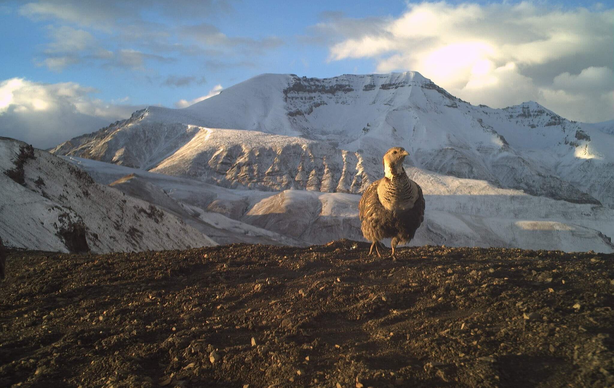 The Colorful Unsung Birds Living Alongside Snow Leopards
