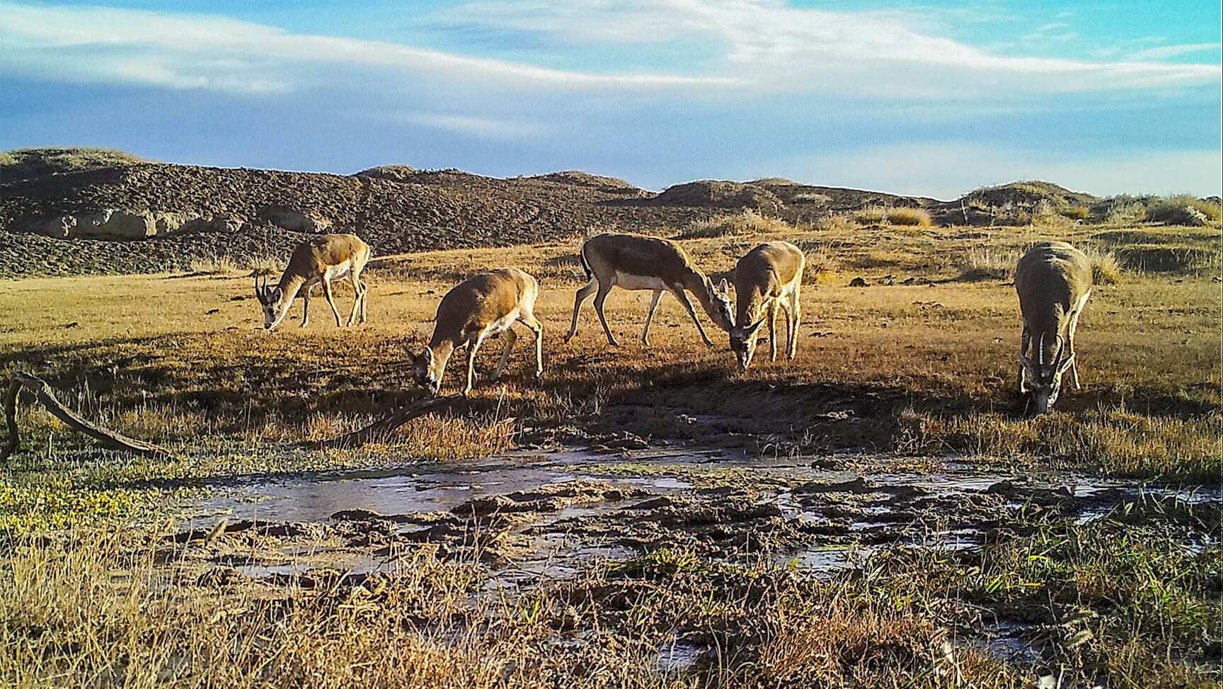 Counting Gazelles in the Gobi