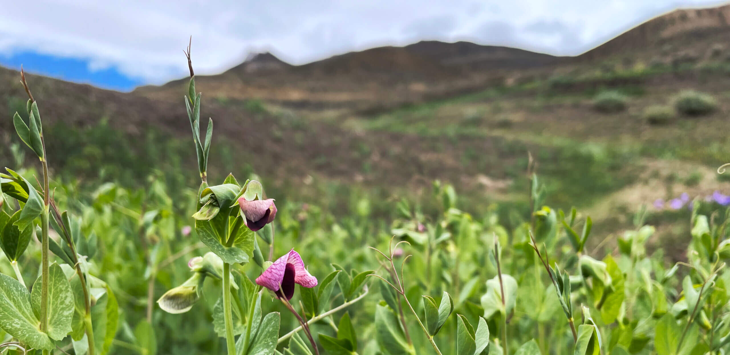 What a Tiny Pea Can Tell Us About the Himalayas