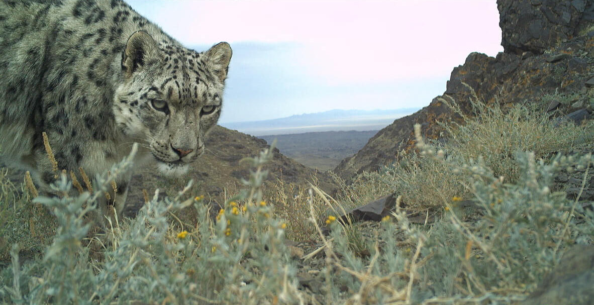 Two New Cats on Air – Spring Field Season 2026