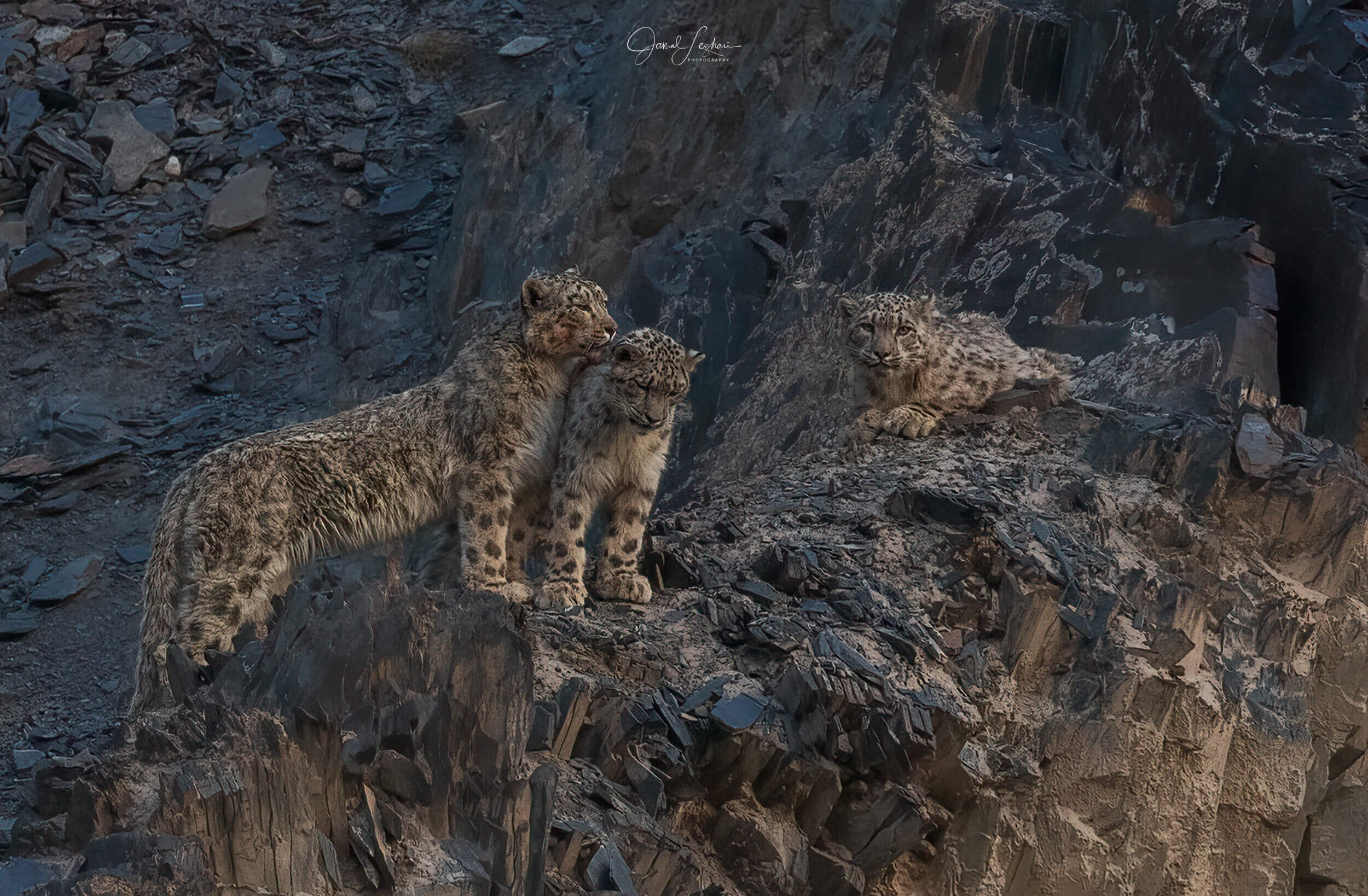 Next-Gen Wildlife Tracking in Pakistan