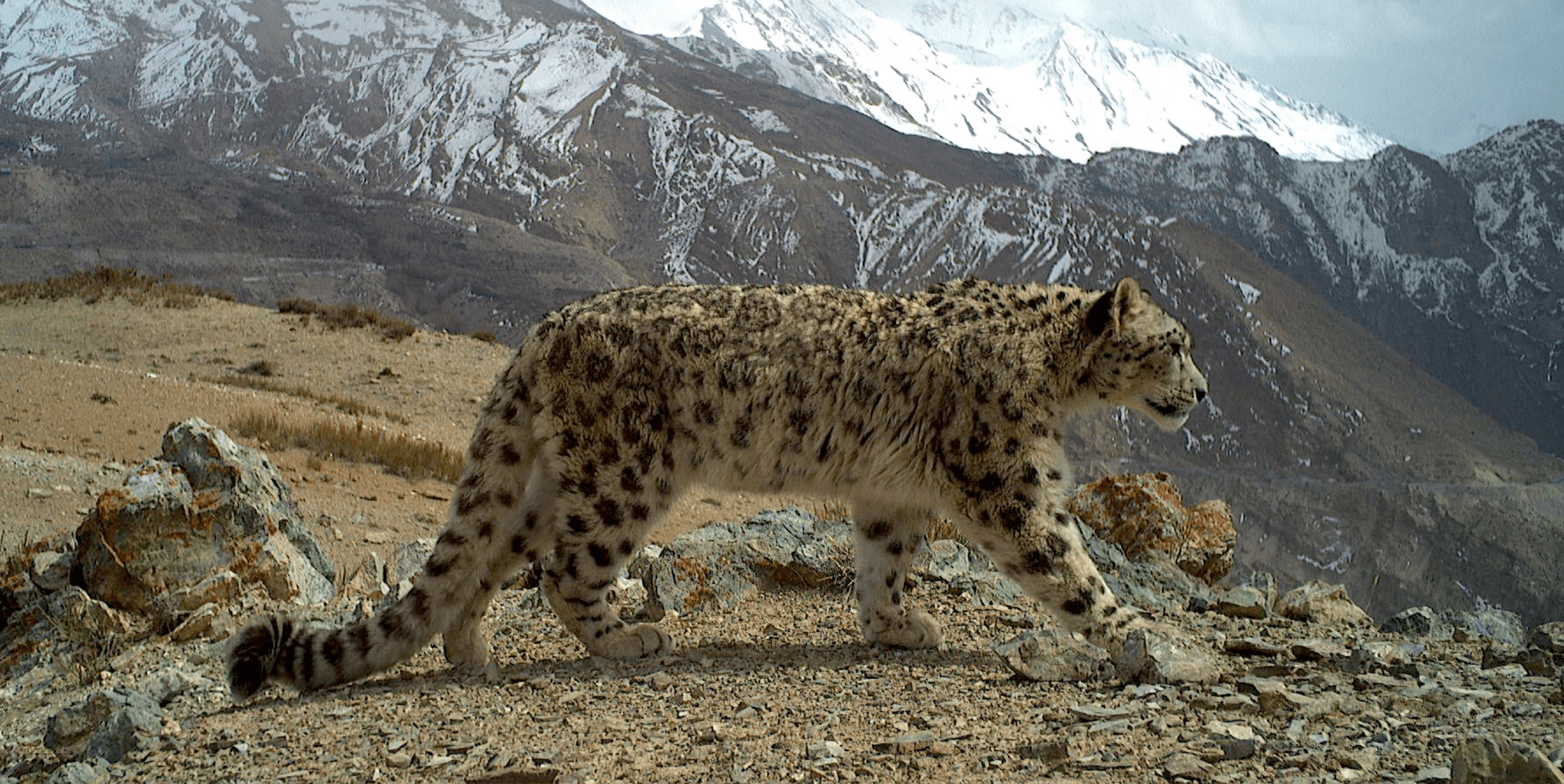 When the World Comes for the Snow Leopard