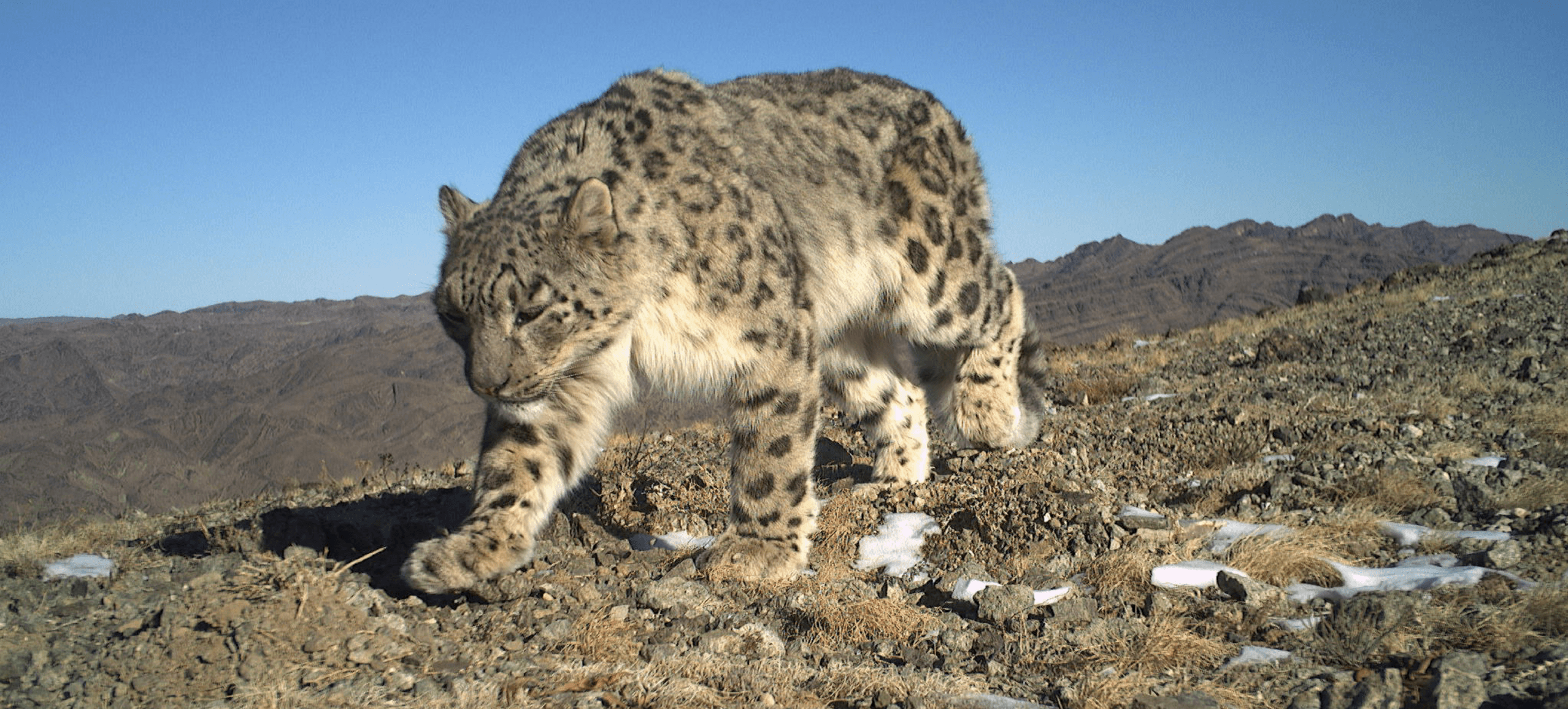 A Legacy for Snow Leopards