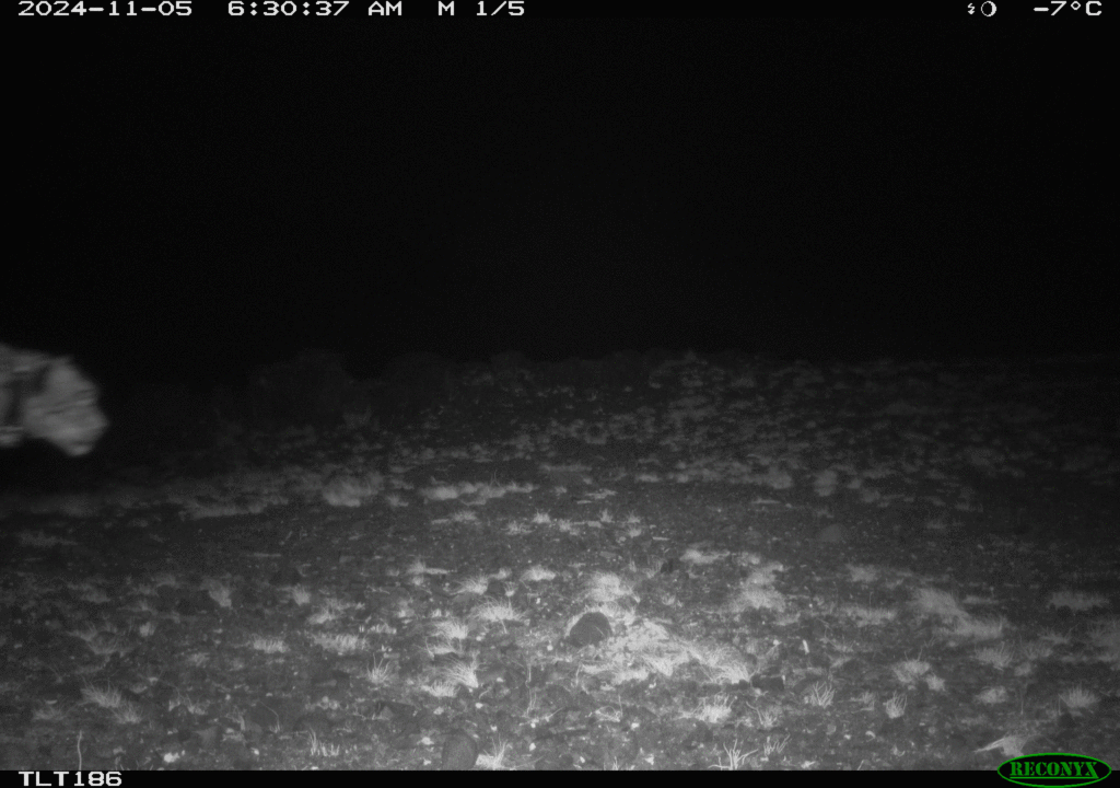 How Do You Count a Ghost Cat?