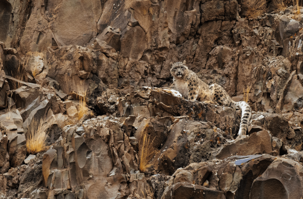 Why Humans Need to Live with Snow Leopards