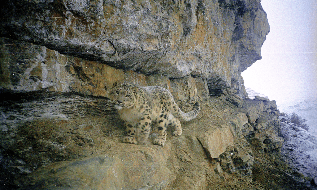 Kullu, Shadow, and the Ghost of the Mountains