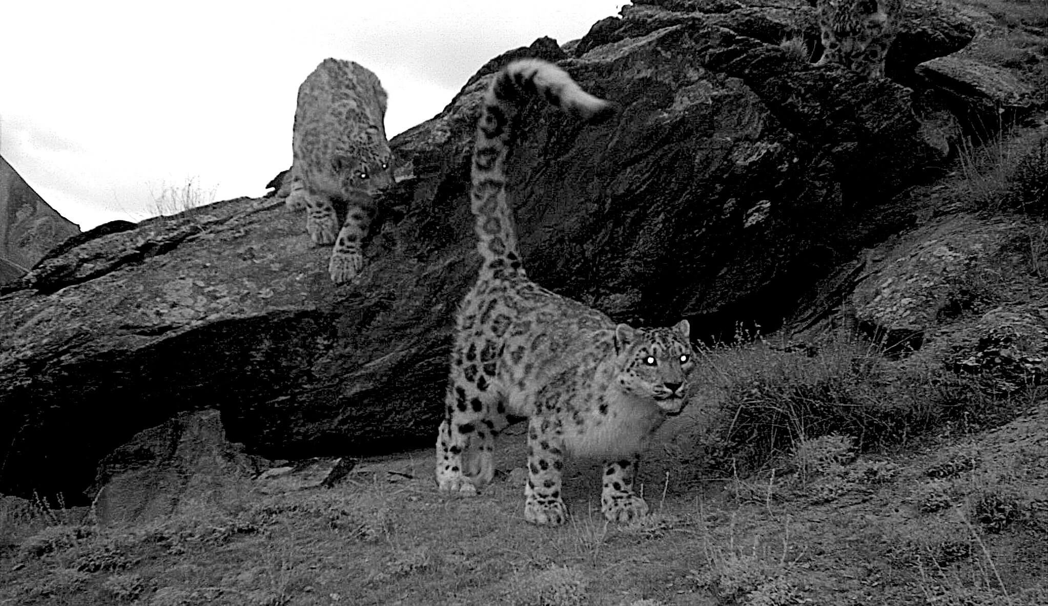 The Hero Mother of Koiluu Ridge