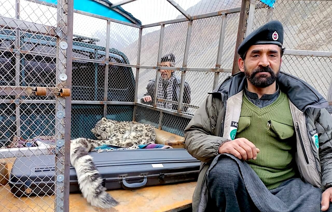 The Village That Waited With a Snow Leopard in Need