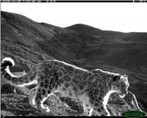 Congratulations to Our Raffle Winner! - Snow Leopard Trust