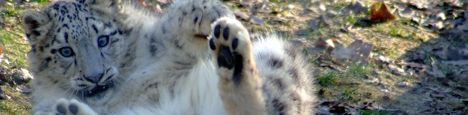 Volunteer - Snow Leopard Trust