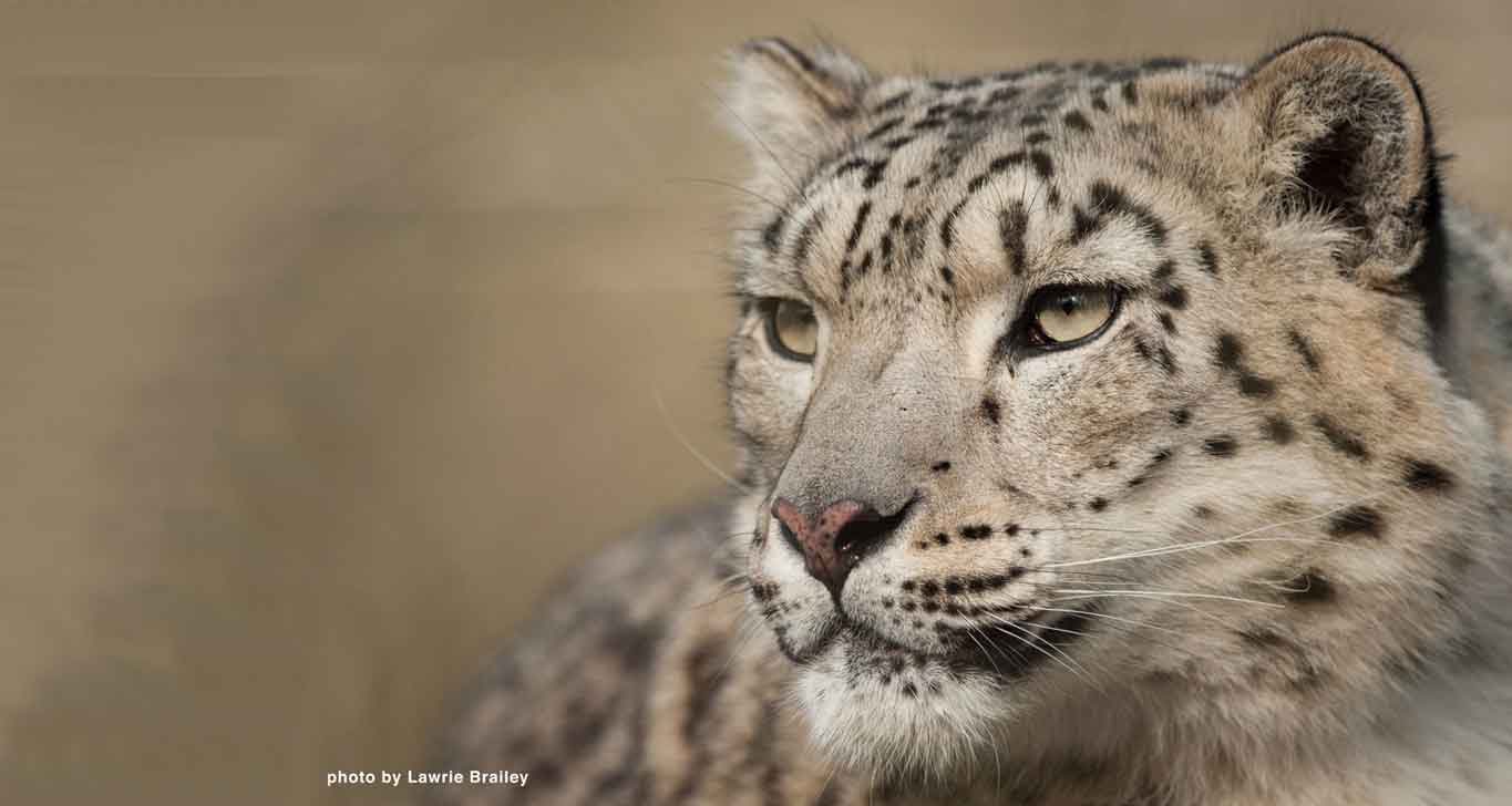 viber for mac snow leopard