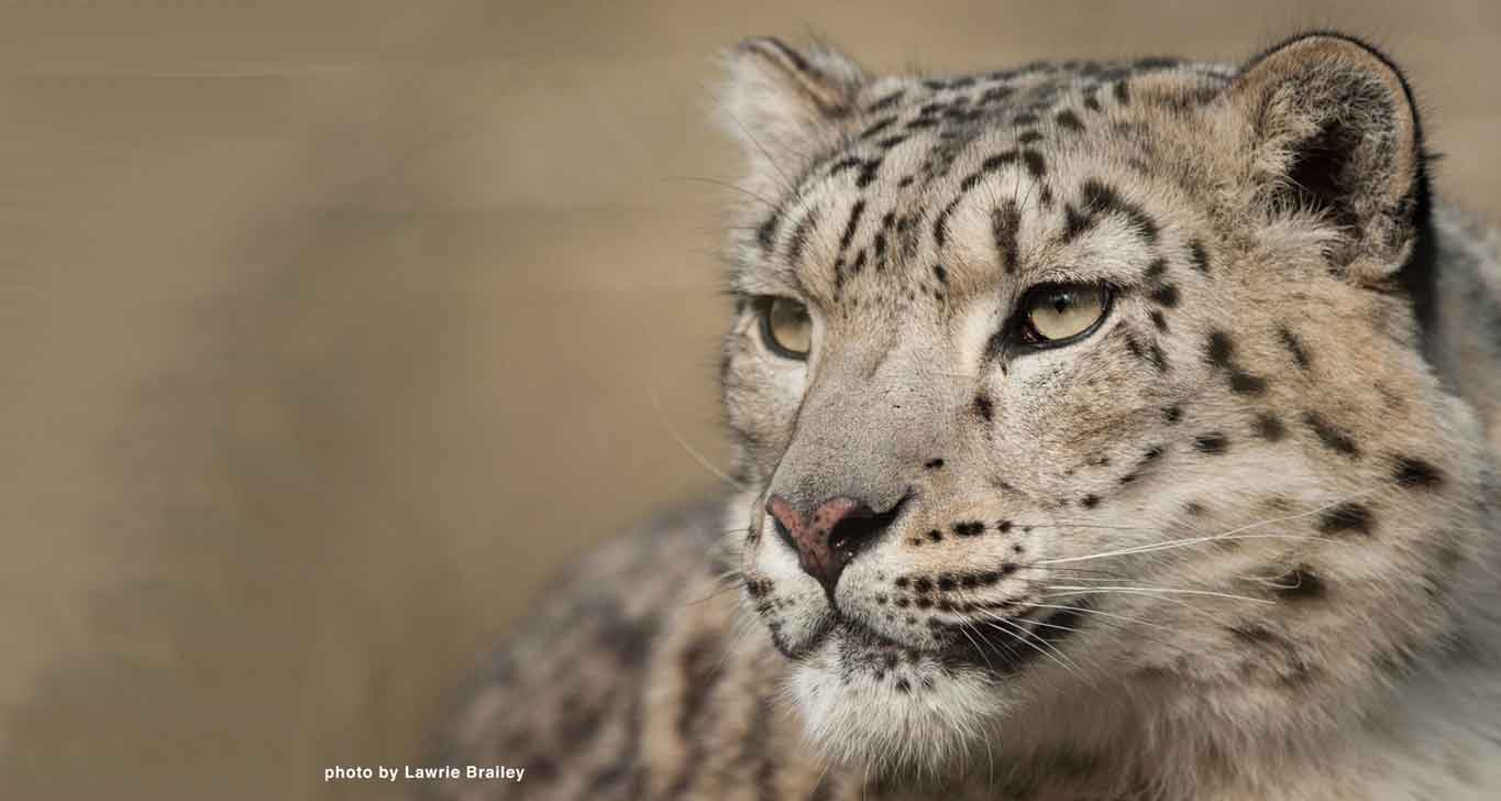 white snow leopard face