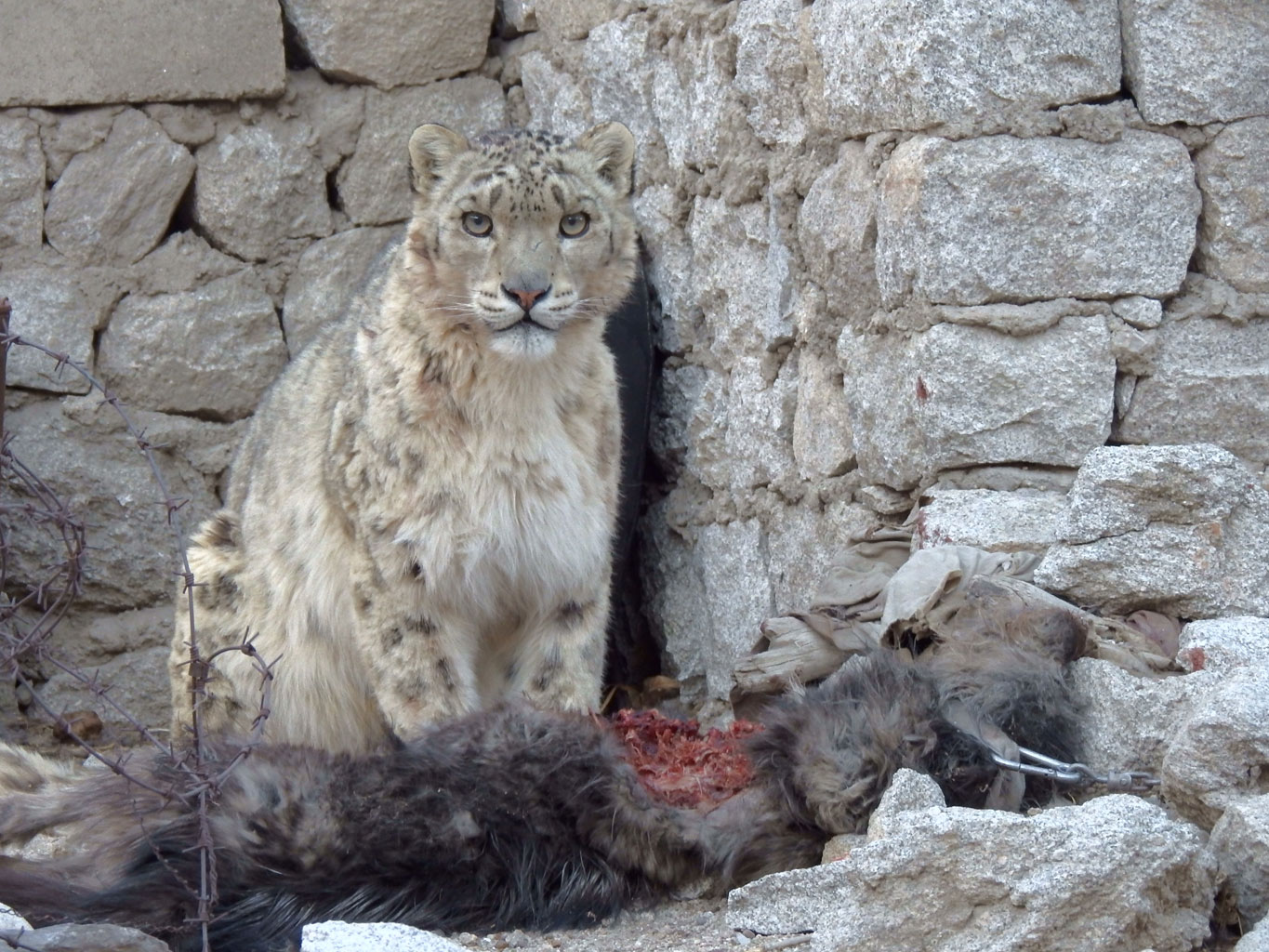 Hundreds of snow leopards being killed every year, report warns