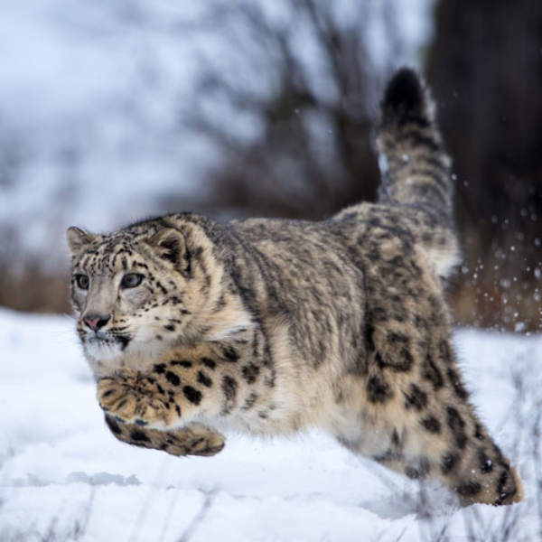 Photos of Snow Leopards in Zoos - Snow Leopard Trust