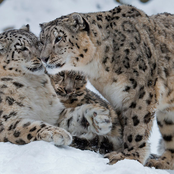 Photos of Snow Leopards in Zoos - Snow Leopard Trust