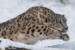 Photos of Snow Leopards in Zoos - Snow Leopard Trust