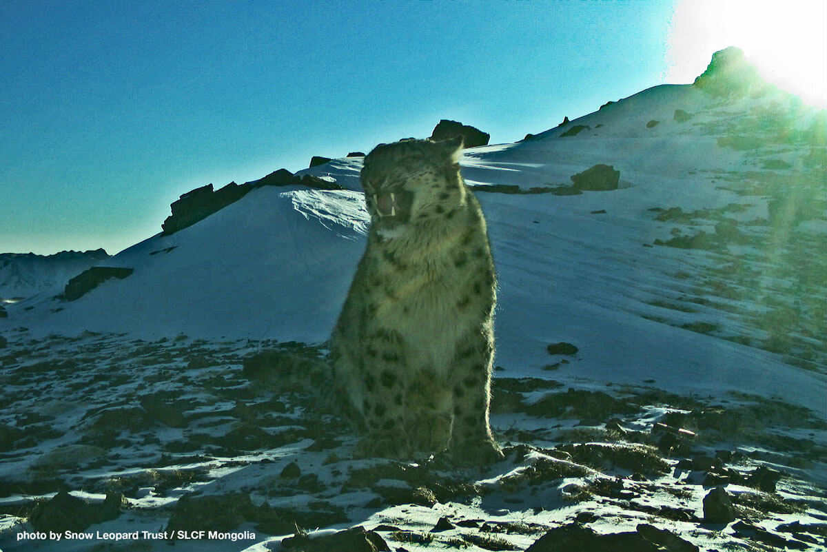 Your Donations At Work - Snow Leopard Trust