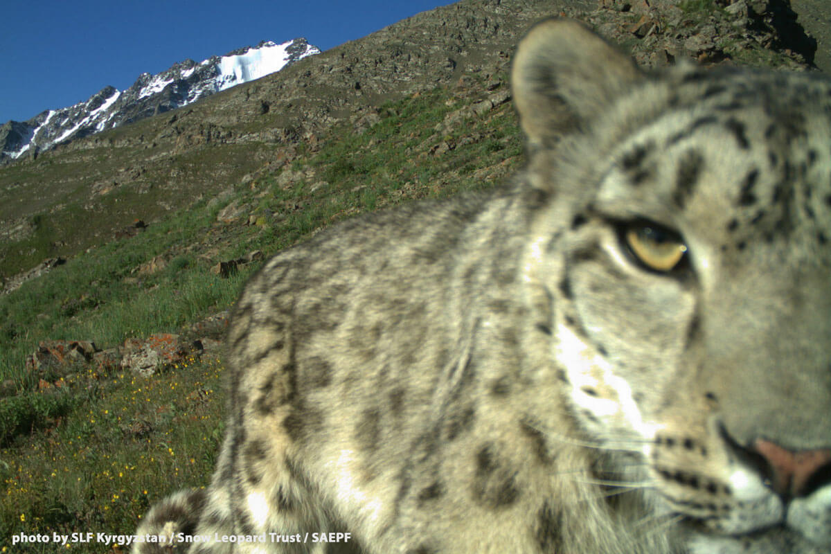 Best Snow Leopard Photos Of 2016 - Snow Leopard Trust