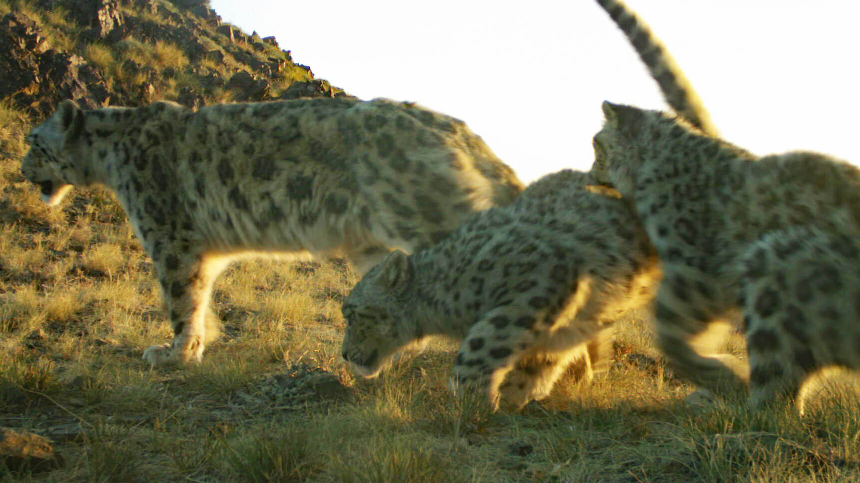 Mongolian Conservationists Create A Future For The Snow Leopard